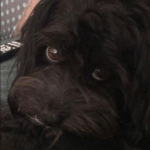 Meet your Posher, Bella